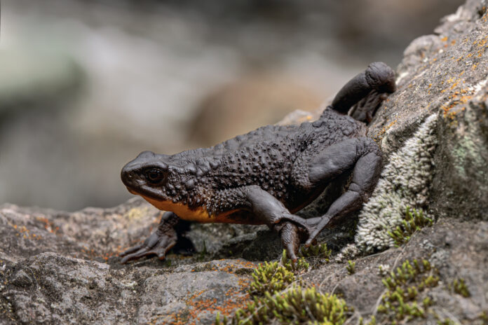 Atelopus-ignescens_Amanda-Quezada_Alianza-Jambato-1