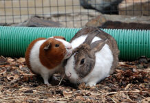 Medida preventiva en Ambato ante posible alerta sanitaria