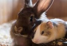 Cambios climáticos provocan afectación bacteriana en cuyes y conejos