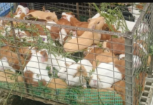 Venta de cuyes a la baja
